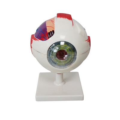 Modelo Anatomy Ophthalmic Magnification do globo ocular do PVC 3 vezes