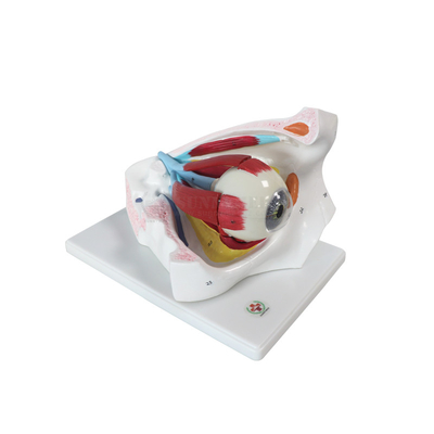 Modelo Anatomy Ophthalmic Magnification do globo ocular do PVC 3 vezes