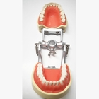 A histologia dental dos modelos de estudo da resina, os dentes ortodônticos não tóxicos modela