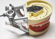 A histologia dental dos modelos de estudo da resina, os dentes ortodônticos não tóxicos modela